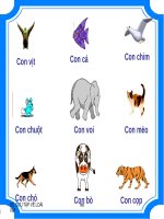 Bộ sư tập loài vật