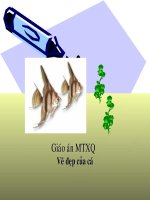 Vẽ đẹp của cá