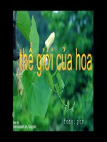 Thế giới hoa