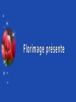 Les Tulipes du Coeur...