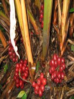 mua thao qua tap doc 5