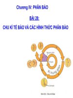 BÀI 28:    CHU KÌ TẾ BÀO VÀ CÁC HÌNH THỨC PHÂN BÀO