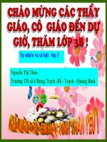 Tự nhiên và xã hội lớp 3: Rễ cây