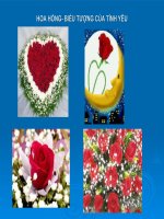 THƯ VIỆN MẪU HOA HỒNG ĐẸP - BIỂU TƯỢNG CỦA TÌNH YÊU