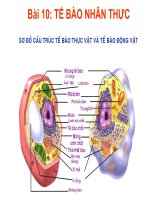 Bài 10: TẾ BÀO NHÂN THỰC