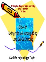 Lớp Cá- Cá Xương