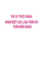 BIẾN DẠNG CỦA THÂN