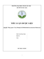 Tổng quan về cây hoàng bá (phellodendron amurense rutaceae)