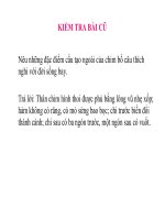 Bài 43. Cấu tạo trong chim bồ câu