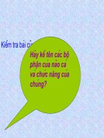 Sự đa dạng&Đặc điểm của Cá