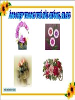 ảnh đẹp trang trí