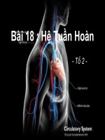 bài 18 hệ tuần hoàn (nâng cao)