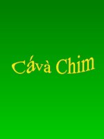 Chuyen Ca va chim NT