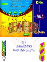 SINH TỔNG HÔP PROTEIN