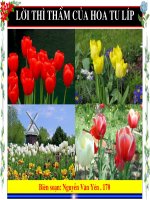 Lời thì thầm của hoa Tulíp