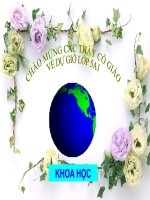 Khoa học - Co quan sinh san cua thuc vat co hoa