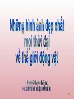Những hình ảnh đẹp nhất mọi thời đại về thế giới động vật