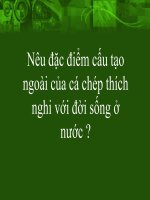 cau tao trong cua ca chep