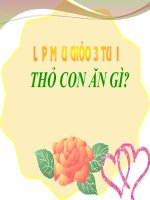 CHUYỆN KỂ THỎ CON ĂN GÌ ?