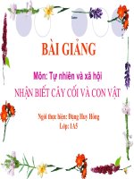 Nhan biet cay coi va con vat.