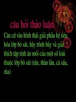 thao luan chuyen de dong vat