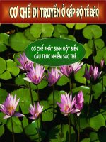 Cơ chế phát sinh đột biến cấu trúc NST