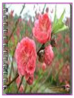 Bài 97. Ôn tập