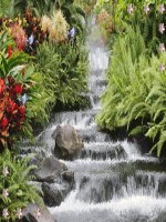 hình động tuyệt đẹp