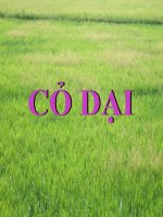 Cỏ Dại