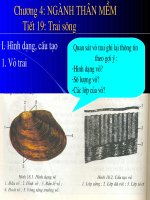 Sinh7:Tiết 19 Ngành chân mềm-Trai sông