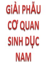 ÁT LÁT CƠ QUAN SINH DỤC NAM.