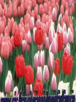 Tập làm văn: Ôn tập về tả đồ vật