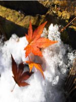 Bộ sưu tập ảnh mùa thu