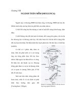 Chương VIII: Ngành thân mềm doc