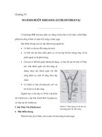 Chương IV: Ngành ruột khoang potx