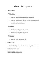 GIÁO ÁN SINH 6_BÀI 29: CÁC LOẠI HOA potx