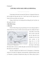 Chương IV: Lớp phụ chân mái chèo pdf