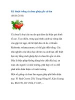 Kỹ thuật trồng cà chua ghép gốc cà tím pptx