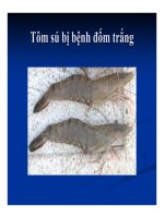 Bệnh học thủy sản : Chẩn đoán bệnh part 3 ppt