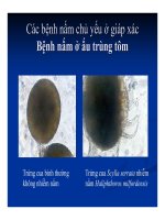 Bệnh học thủy sản : Bệnh do nấm part 6 ppsx