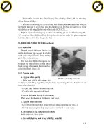 Giáo trình phân tích khả năng vận dụng cấu tạo các loại thảo dược được chế từ tuyến nội tiết của động vật p3 pps