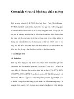 Coxsackie virus và bệnh tay chân miệng pot