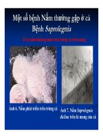 Bệnh học thủy sản : Bệnh do nấm part 2 pptx