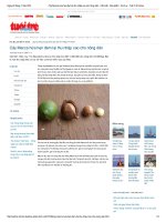 Cây macca hứa hẹn đem lại thu nhập cao cho nông dân   cần biết   sản phẩm   dịch vụ   tuổi trẻ online