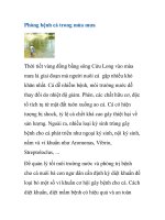 Phòng bệnh cá trong mùa mưa pps