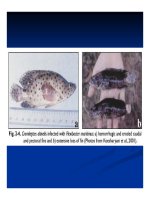 Bệnh học thủy sản : Bệnh do vi khuẩn part 7 ppt