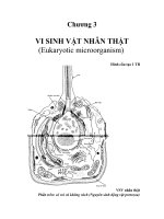 Chương 3 VI SINH VẬT NHÂN THẬT pot
