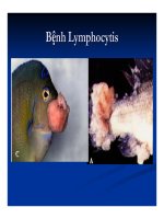 Bệnh học thủy sản : Chẩn đoán bệnh part 7 pptx