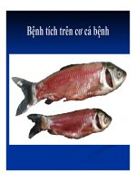 Bệnh học thủy sản : Bệnh do virus part 2 docx