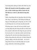 Cách dùng thuốc phòng trị bệnh chết nhanh cây tiêu ppt